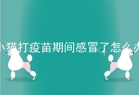小猫打疫苗期间感冒了怎么办