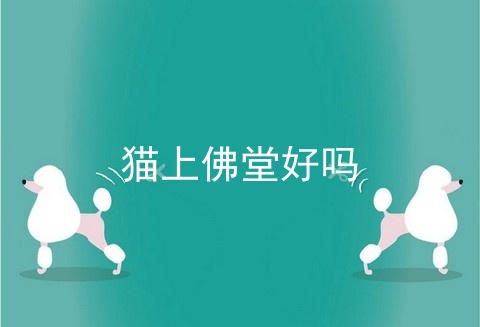 猫上佛堂好吗