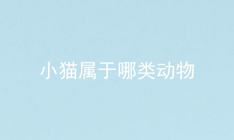 小猫属于哪类动物