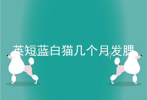 英短蓝白猫几个月发腮