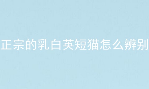 正宗的乳白英短猫怎么辨别