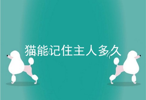 猫能记住主人多久