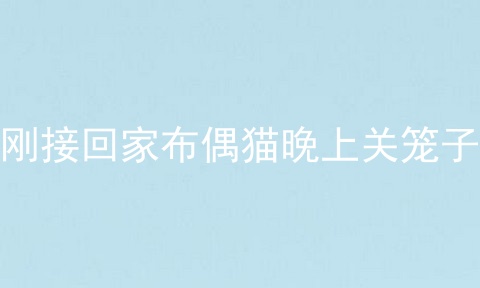 刚接回家布偶猫晚上关笼子