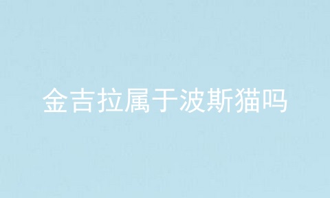 金吉拉属于波斯猫吗