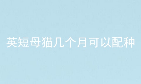 英短母猫几个月可以配种