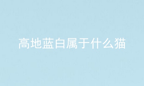 高地蓝白属于什么猫