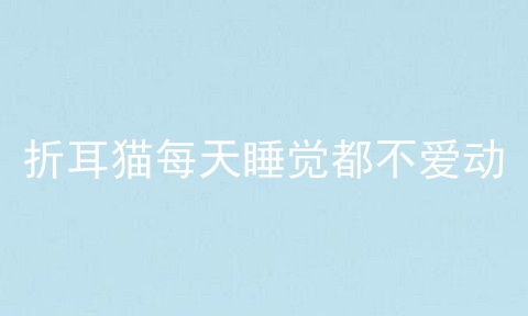 折耳猫每天睡觉都不爱动