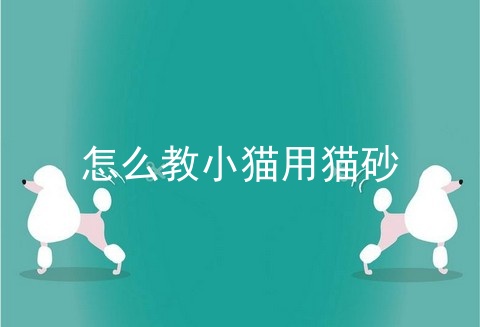 怎么教小猫用猫砂