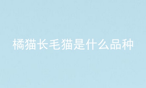 橘猫长毛猫是什么品种