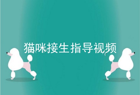 猫咪接生指导视频