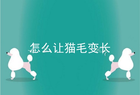 怎么让猫毛变长