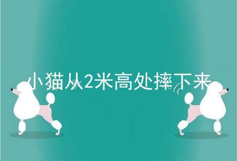 小猫从2米高处摔下来