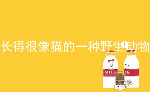 长得很像猫的一种野生动物