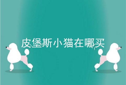 皮堡斯小猫在哪买