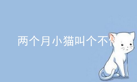 两个月小猫叫个不停