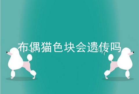 布偶猫色块会遗传吗