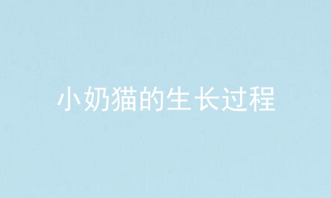 小奶猫的生长过程