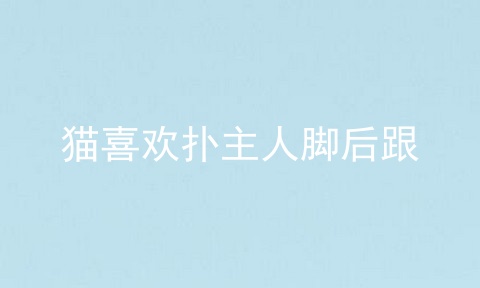 猫喜欢扑主人脚后跟