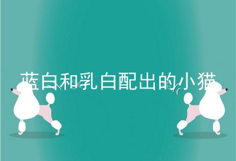 蓝白和乳白配出的小猫