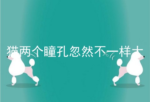 猫两个瞳孔忽然不一样大