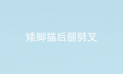 矮脚猫后腿劈叉