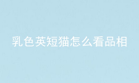 乳色英短猫怎么看品相