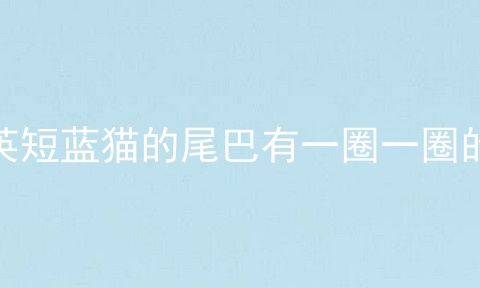 英短蓝猫的尾巴有一圈一圈的