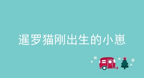 暹罗猫刚出生的小崽
