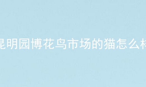 昆明园博花鸟市场的猫怎么样