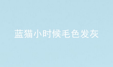 蓝猫小时候毛色发灰