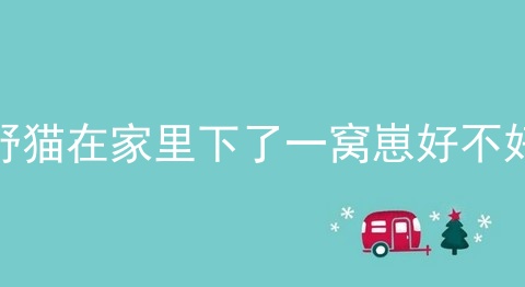野猫在家里下了一窝崽好不好
