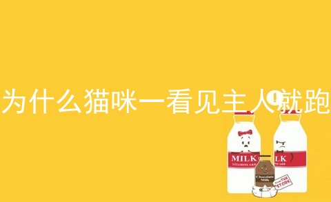 为什么猫咪一看见主人就跑