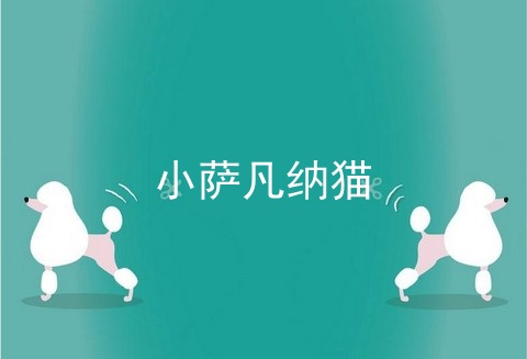 小萨凡纳猫