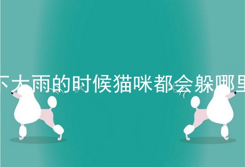 下大雨的时候猫咪都会躲哪里