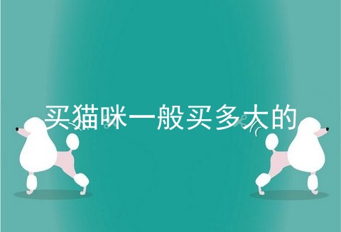买猫咪一般买多大的
