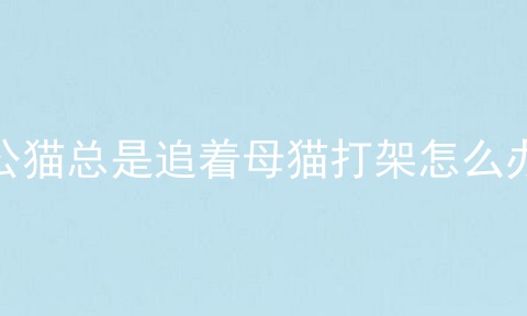 公猫总是追着母猫打架怎么办
