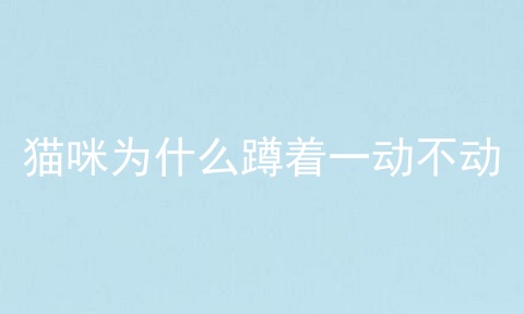 猫咪为什么蹲着一动不动