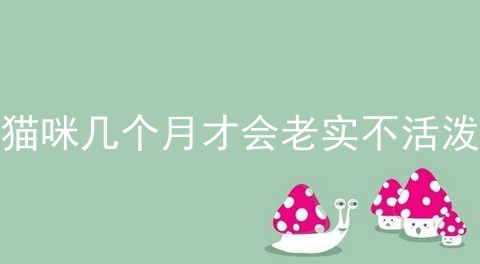猫咪几个月才会老实不活泼