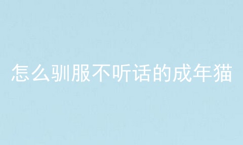 怎么驯服不听话的成年猫