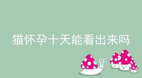猫怀孕十天能看出来吗