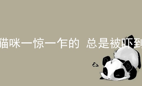 猫咪一惊一乍的 总是被吓到
