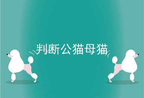 判断公猫母猫