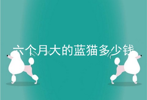 六个月大的蓝猫多少钱