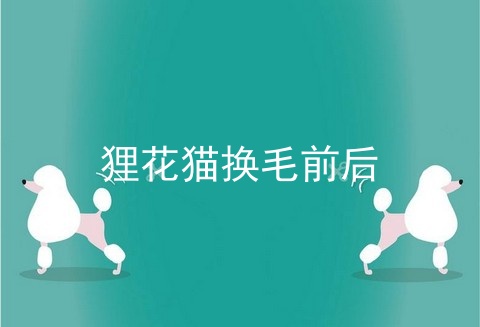 狸花猫换毛前后