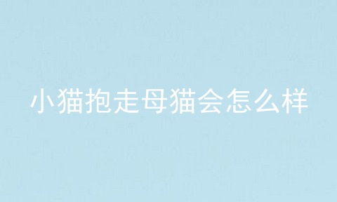 小猫抱走母猫会怎么样