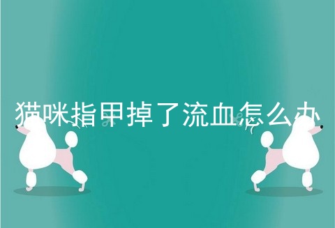 猫咪指甲掉了流血怎么办