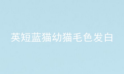 英短蓝猫幼猫毛色发白