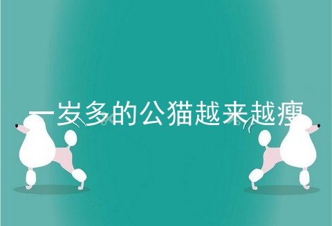 一岁多的公猫越来越瘦