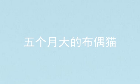 五个月大的布偶猫