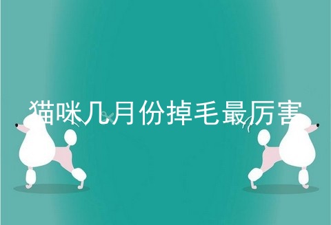 猫咪几月份掉毛最厉害
